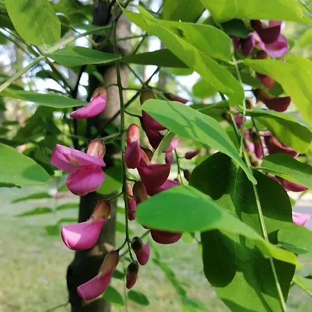 Apartmán Krinka Vrnjačka Banja