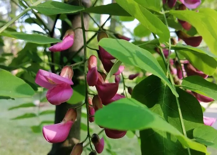 Apartment Krinka Vrnjačka Banja